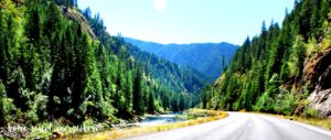 Forest and Road