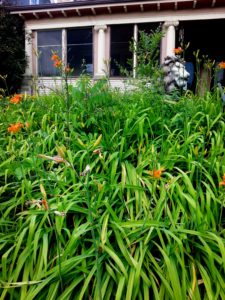 Lawn
