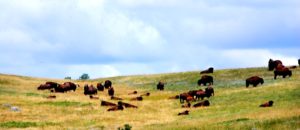 TRNP bison
