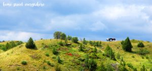 Wild Horses