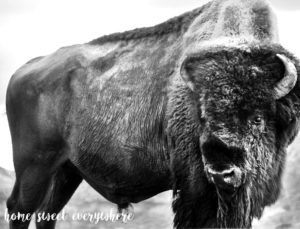 bison 2