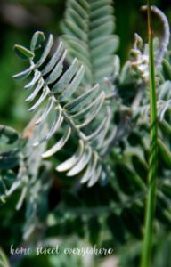 Plants 3