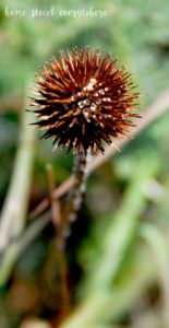 Plants 5
