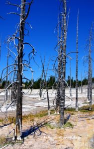 Post Forest Fire