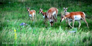 Pronghorns