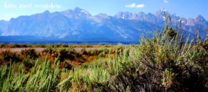 Sage and the Tetons