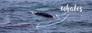 Whales
