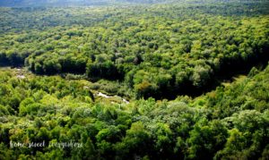 dense-forest
