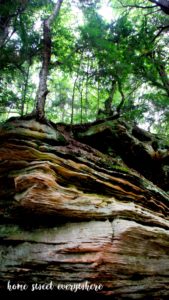 forest-that-grows-on-painted-rocks