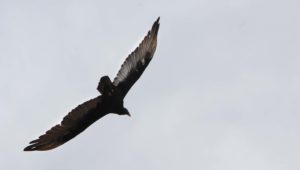Predatory Birds