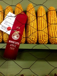 winning-corn